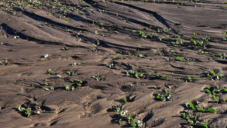 field erosion after drought