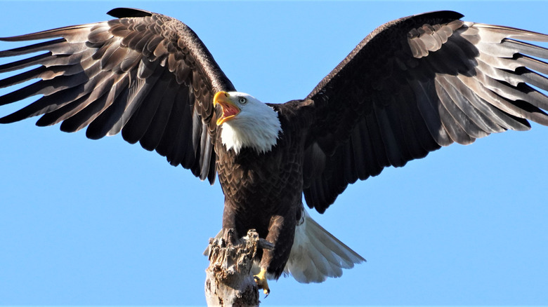 a bald eagle in flight