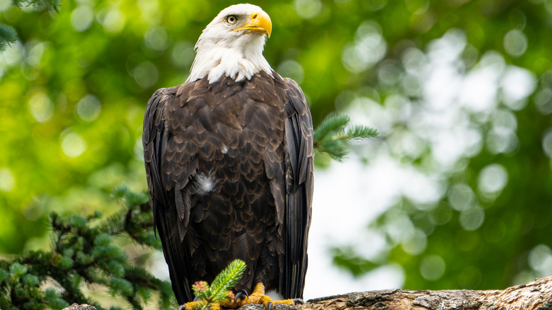 a bald eagle perched on a log