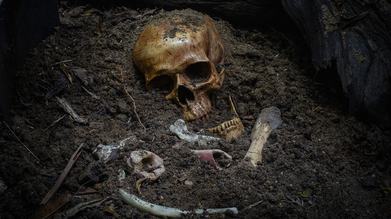 Skull and bones in soil