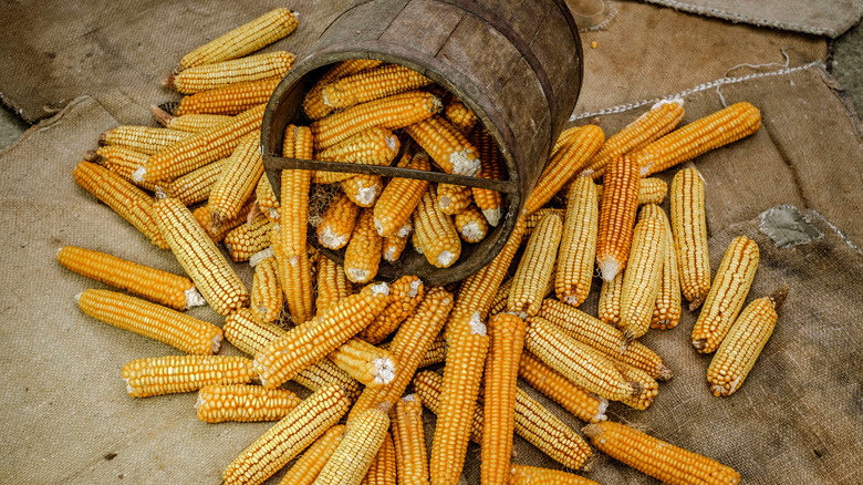 wood bucket ears of corn