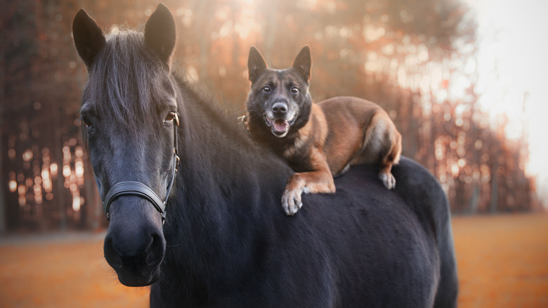 a dog riding on a horse