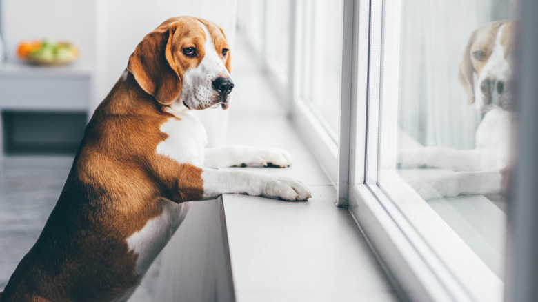 sad beagle looking out the window