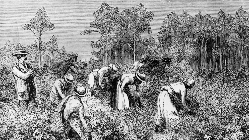 Illustration of cotton plantation in South