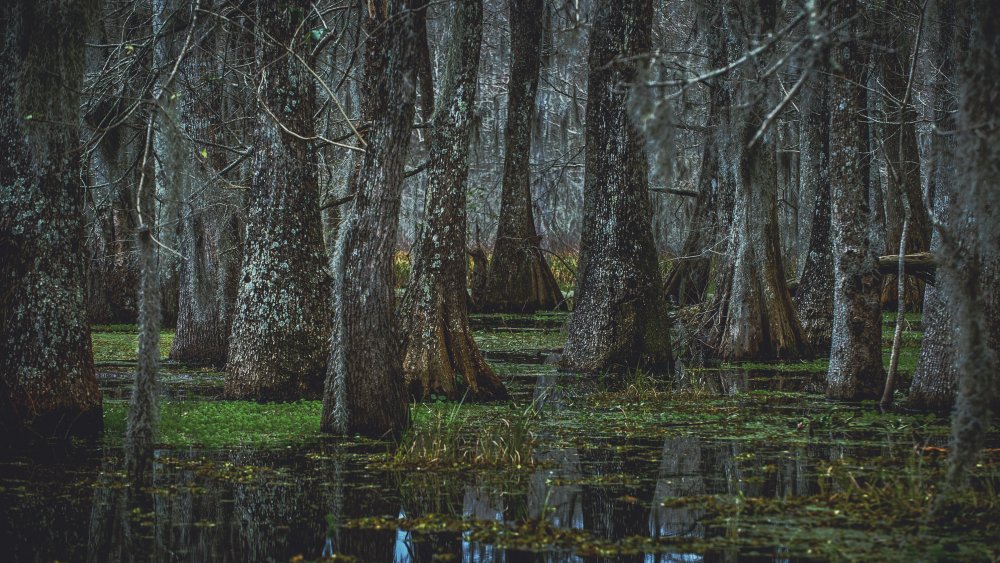 Overcast day in Louisiana swamp