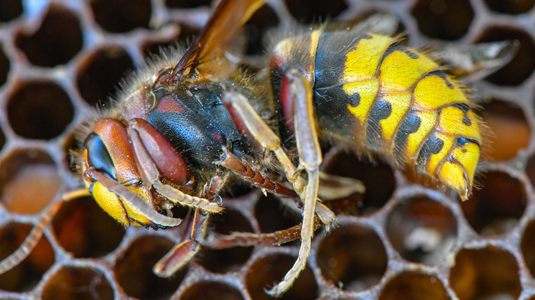 dead hornet lying on honeycomb