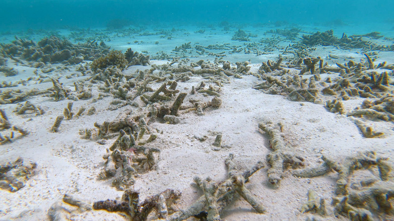 Coral reef after coral bleaching event