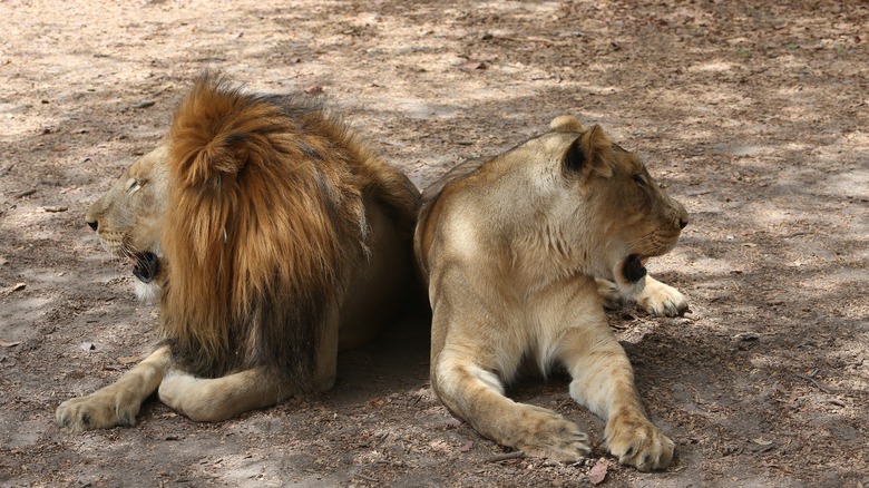 Two lions laying together