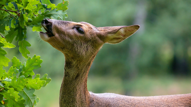 Deer eating from tree