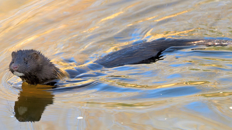An American mink swimming 