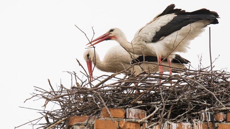 Storks in nest 