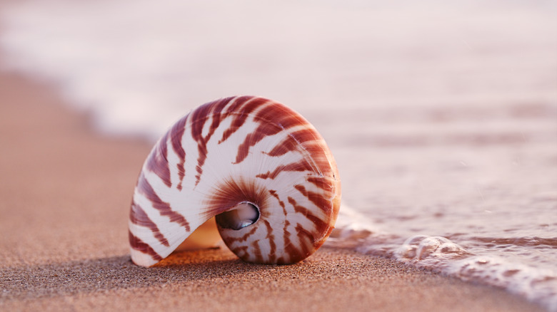 Nautilus shell on the shore