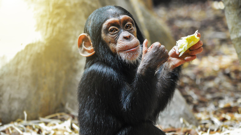 baby chimpanzee at zoo thumbs up 
