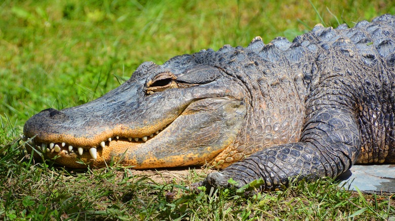 An alligator laying on grass