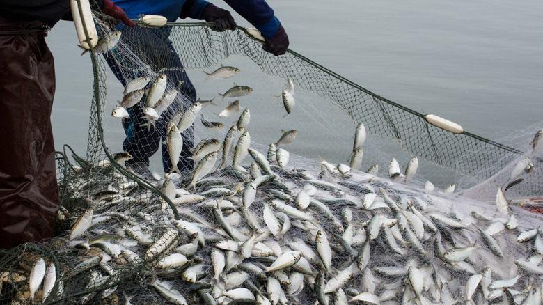 Fishermen pulling in net of fish