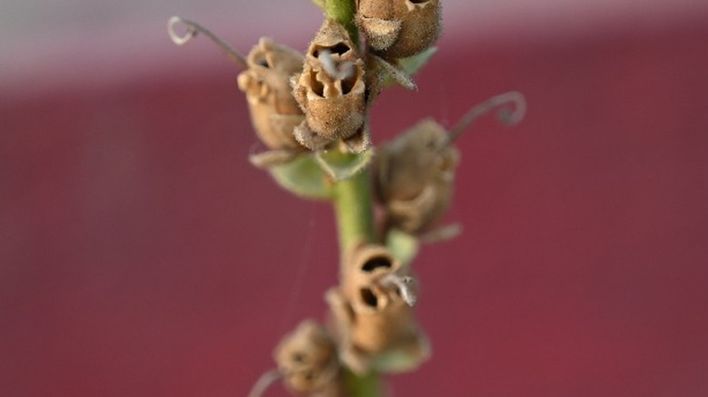 Snapdragon seed pods 