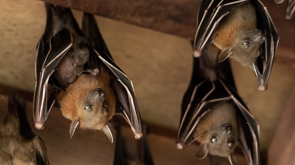A photograph of a few bats hanging upside down from wooden rafters