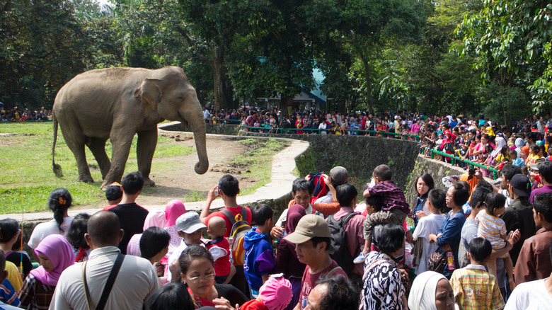 elephant and human crowd at zoo