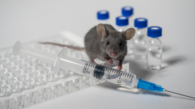 laboratory mouse with drug syringe