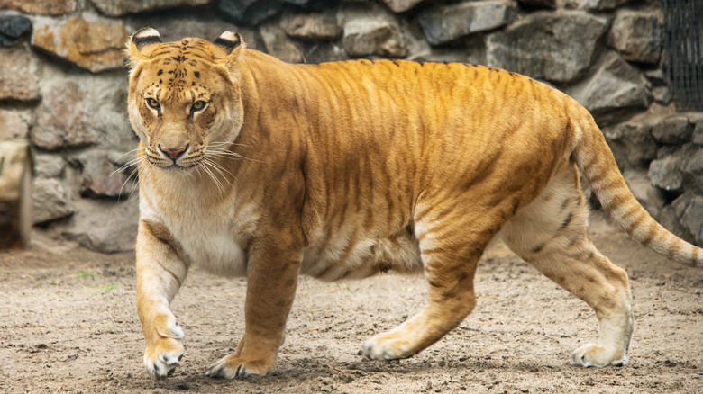 tiger and lion hybrid