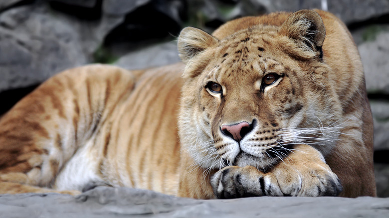 Hybrid Tiger in captivity