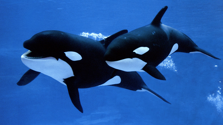 Mother orca and calf