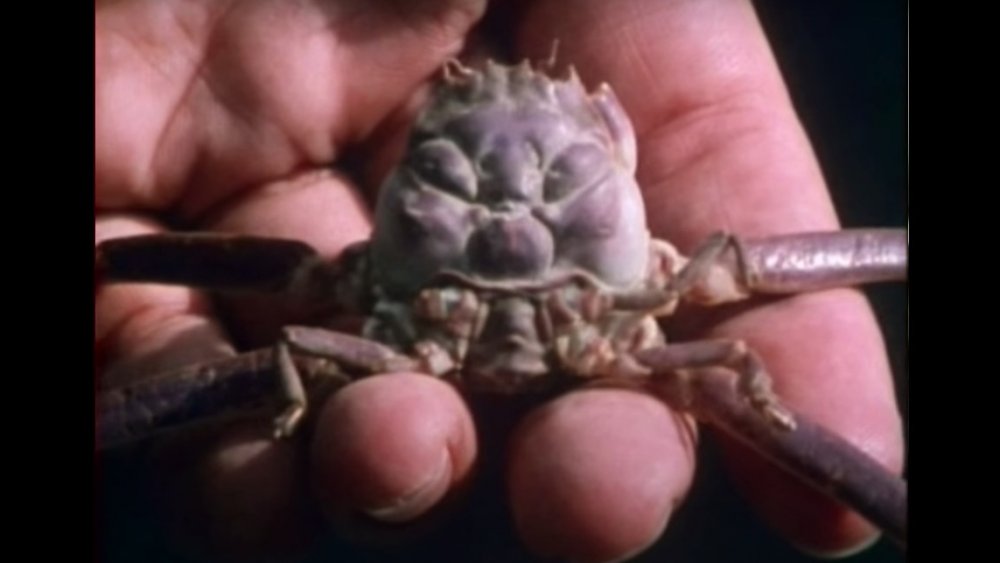Heike crab heikegani samurai crab
