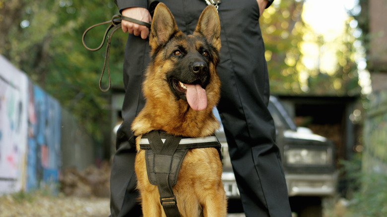 A police dog
