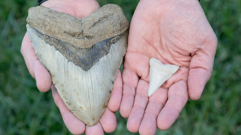 Megalodon tooth, great white tooth