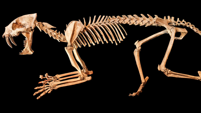 saber-toothed tiger skeleton