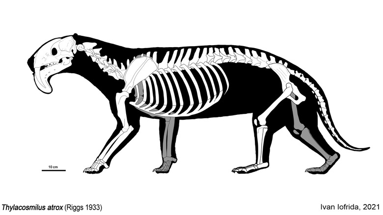 Thylacosmilus skeleton illustration 