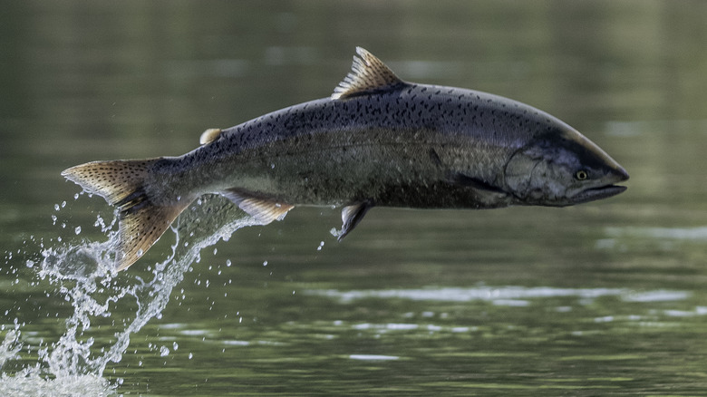 Pacific Chinook salmon 
