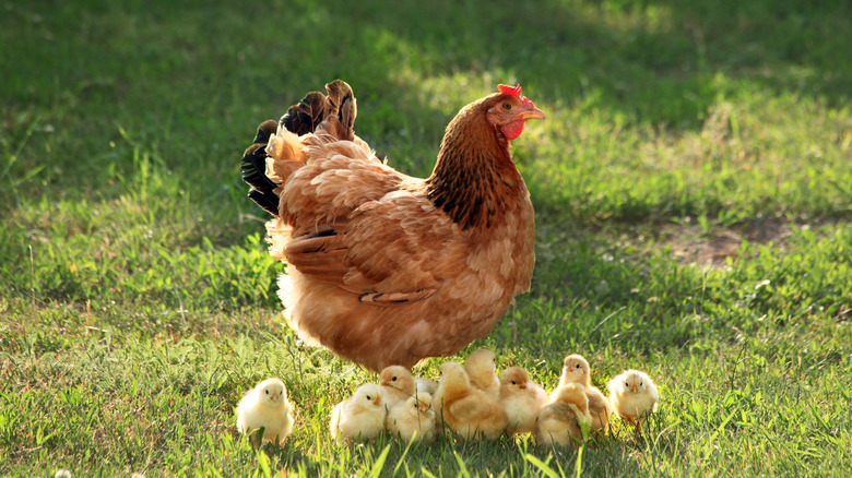 Hen with baby chicks