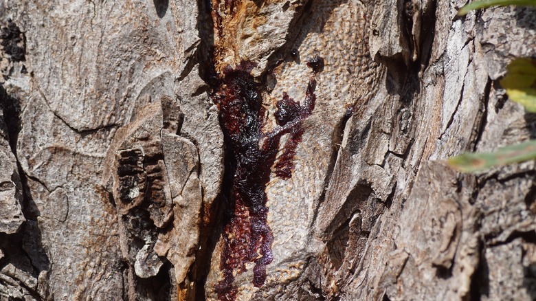 Canker on chestnut tree bark
