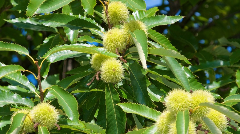 Chestnuts on chestnut tree