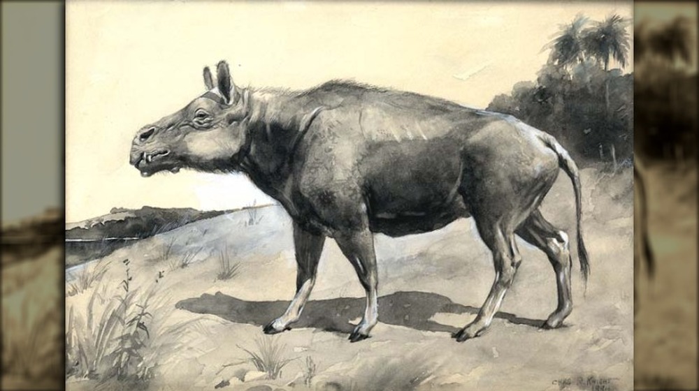 prehistoric pig rhino