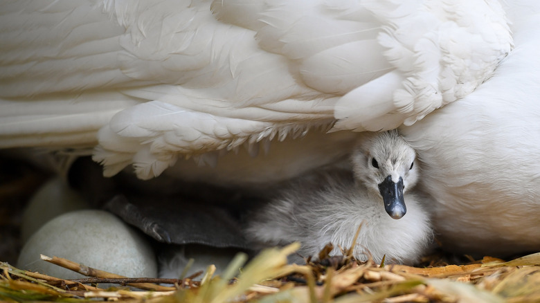 Baby swan under mother's wing