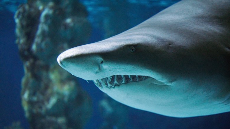 Shark Attack Nose