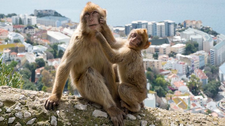 macaques on Gibraltar