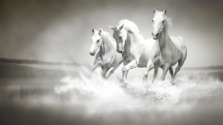 white horses running through water