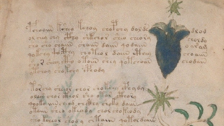 Voynich manuscript text flower purple cropped image