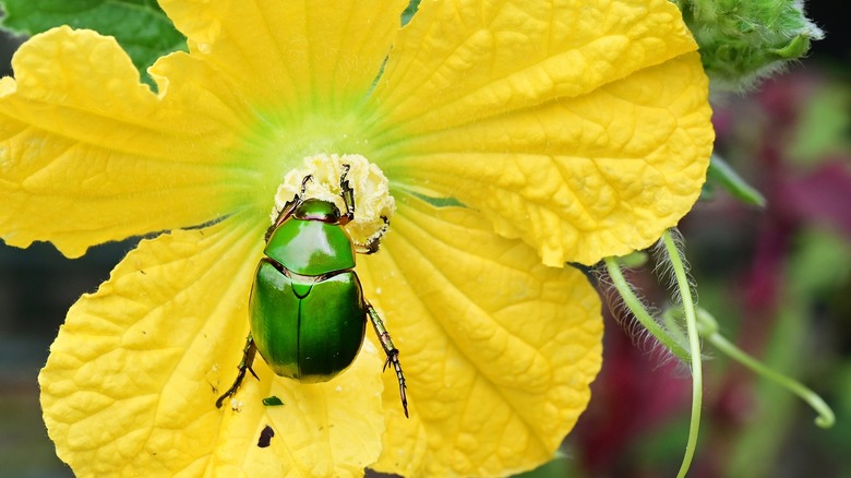 green beetle yellow flower