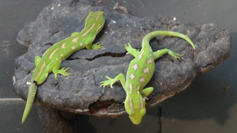 two green geckos lizards on rock